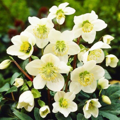 Морозник Florium Niger (3054)