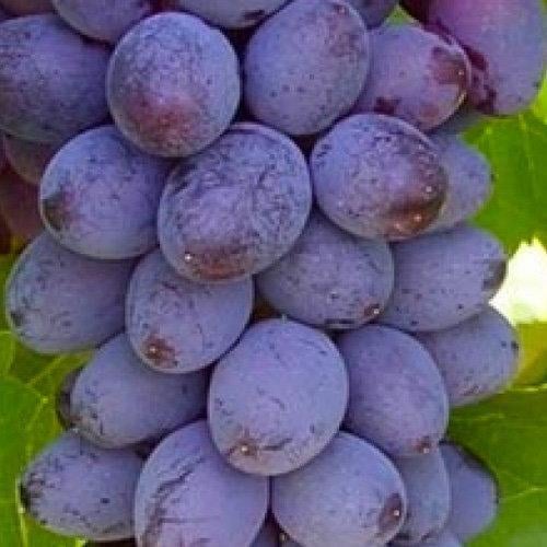 Сажанець Виноград Юпітер кишмиш ранній термін дозрівання морозостійкість до -27⁰С (17705)