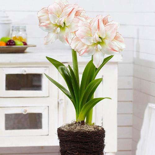 Амариллис Florium Aphrodite (3689)