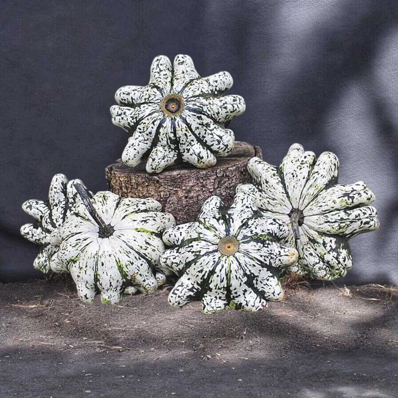 Семена Патиссон Фабос F1 Cucurbita pepo 5 шт. (2521466520)