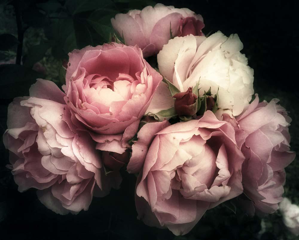 Фотообои Artside Нежные пионы (283508483)