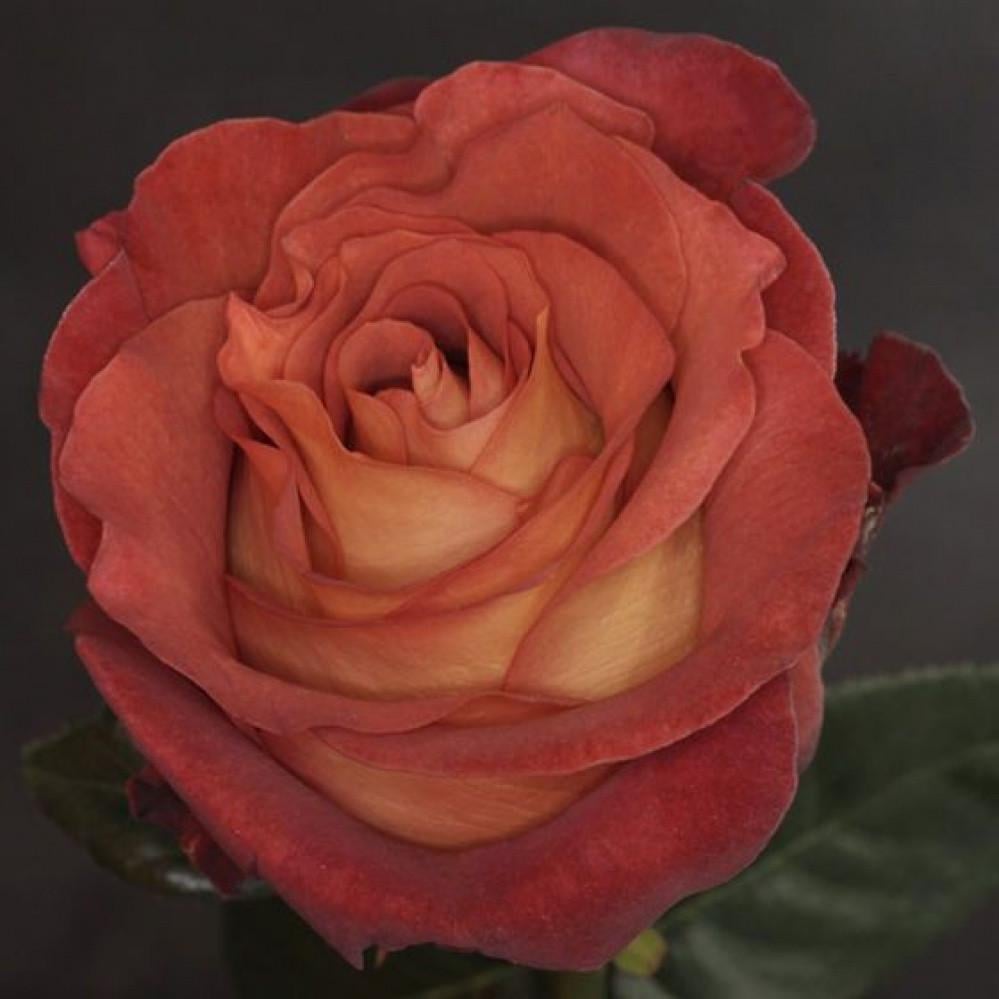 Роза Velet Coffee Break Чайно-гибридная в контейнере (2558773391) - фото 3