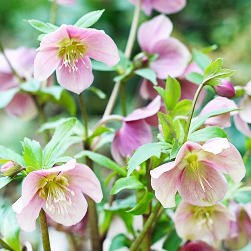 Морозник Florium Orientalis (8635)