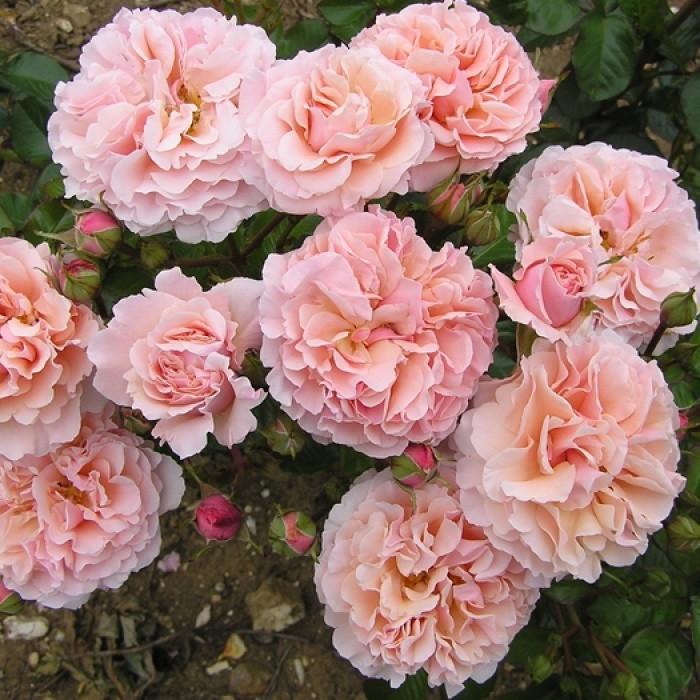 Роза Twiggy's Rose Флорибунда (2669458428)
