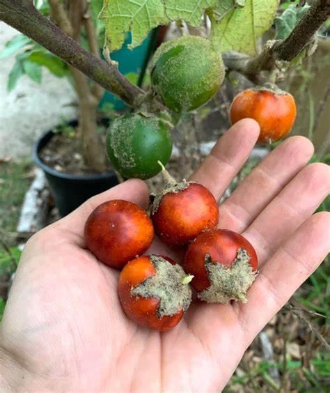 Семена кокона топиро Solanum sessiliflorum 5 шт. Красный (2178707134) - фото 2