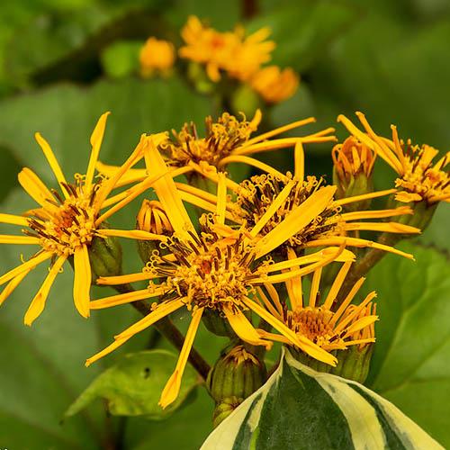 Лигулярия Florium Desdemona бузульник (6395)