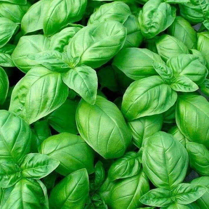 Семена базилика Зеленый Эмили Enza Zaden 1 г (1746990037) Семена базилика Зеленый Эмили Enza Zaden 1 г (1746990037)