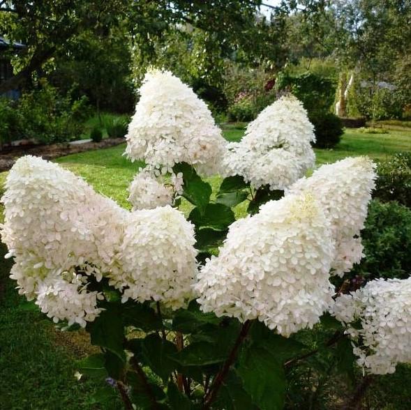 Саджанець гортензії волотистої Hydrangea paniculata Phantom Р9 (1439071608)