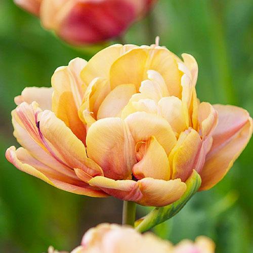 Тюльпан Florium La Belle Epoque (8033) - фото 3