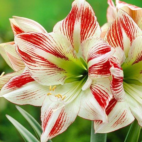 Амариліс Florium Ambiance (11155) - фото 3 Амариліс Florium Ambiance (11155) - фото 3