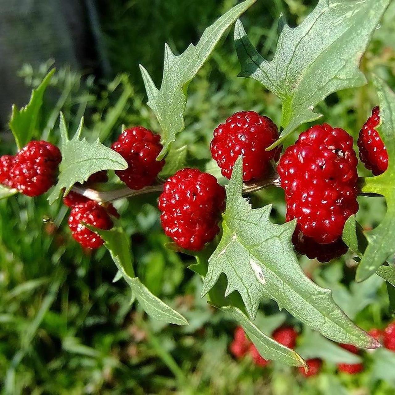 Семена клубничного шпината/Chenopodium Capitatum 20 шт. (2959035093)