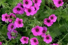 Герань садовая Р9 (2669481326) - фото 2 Герань садовая Р9 (2669481326) - фото 2