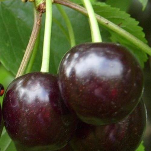 Сажанець Вишня Нічка літній сорт середній термін дозрівання (25625)