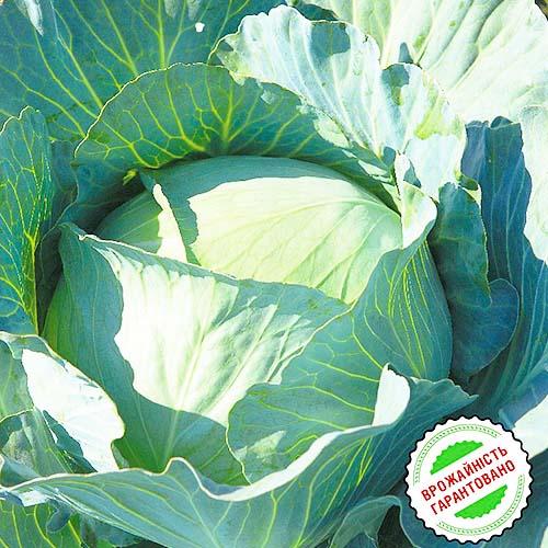 Насіння Капуста Florium білокачанна Агресор F1 пізня (6281) - фото 2 Насіння Капуста Florium білокачанна Агресор F1 пізня (6281) - фото 2