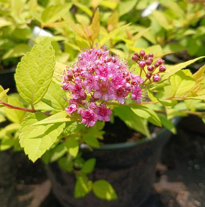 Спірея японська Голдмаунд (20340952)