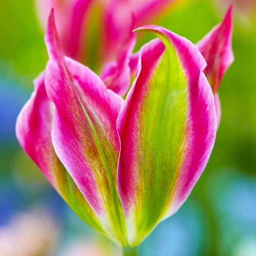 Тюльпан Florium Virichic (9731)