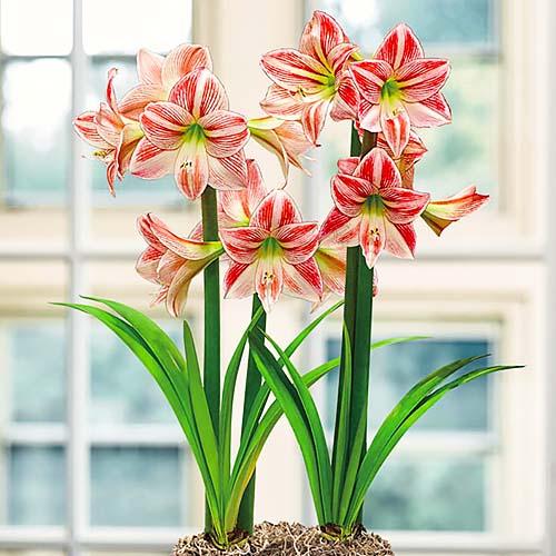 Амариллис Florium Fairytale (6542)
