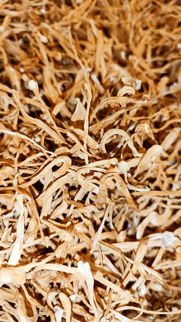 Кордицепс военный 1 кг (2191913240) - фото 4 Кордицепс военный 1 кг (2191913240) - фото 4