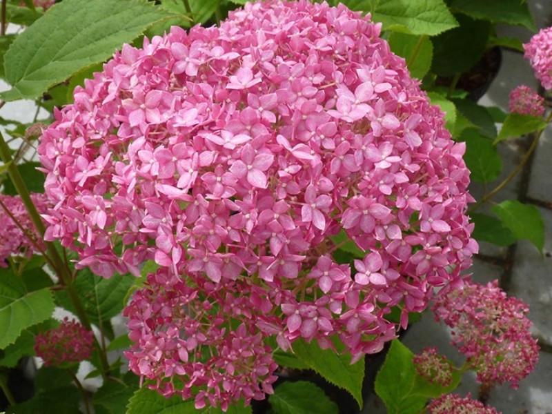 Гортензия древовидная Пинк Анабель С3 (2669489565)