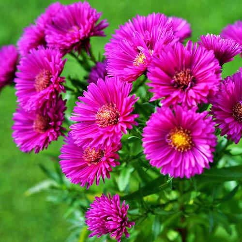 Астра Florium Jenny (2571)