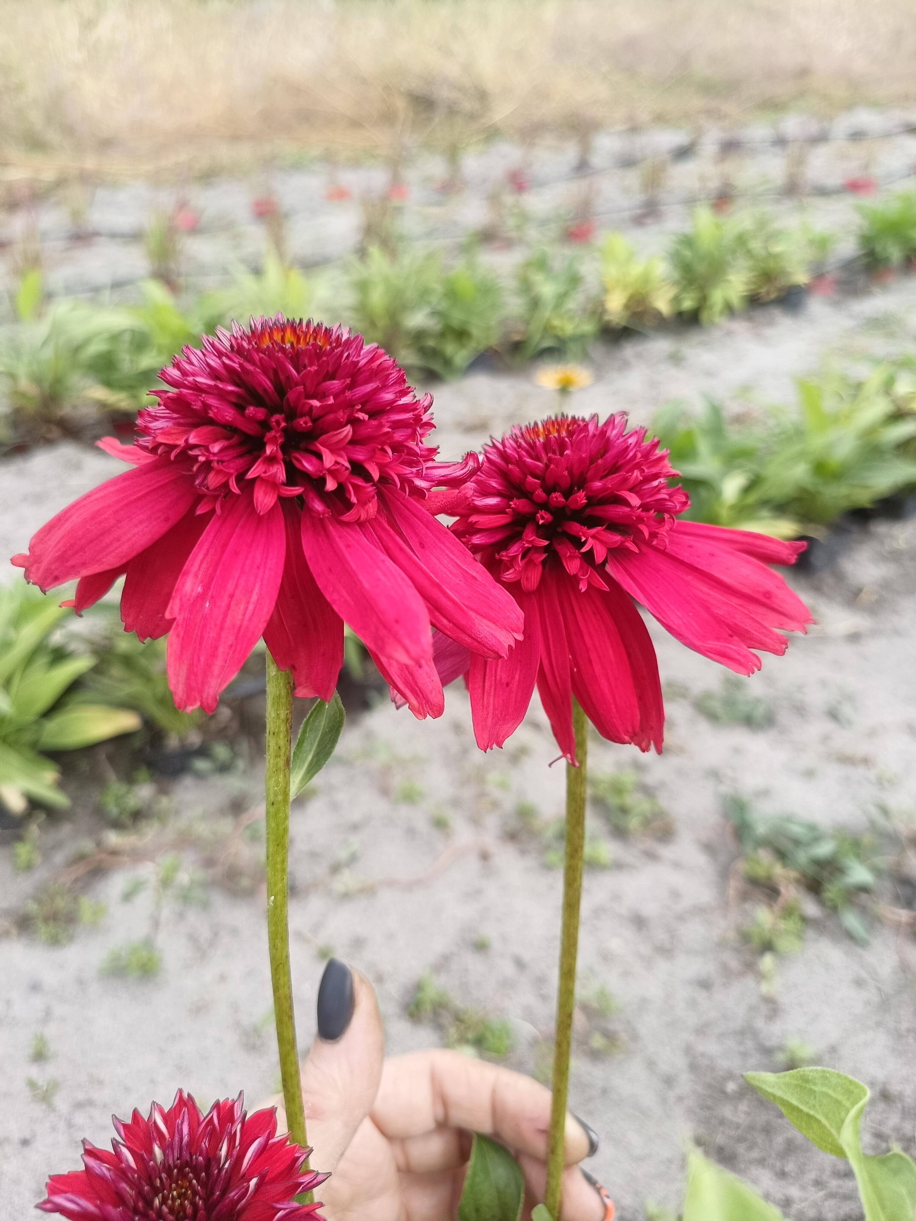 Рослина вулична Ехінацея Eccentric напівпродукт касетна розсада (26485584)