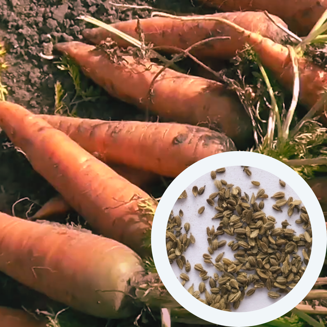 Насіння Морква Корольова осені 3 г 2600 шт. пізньостигла (RS-00887) - фото 3 Насіння Морква Корольова осені 3 г 2600 шт. пізньостигла (RS-00887) - фото 3