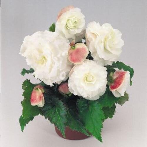 Семена цветов Бегония клубневая Nonstop Appleblossom Benary 50 шт. (BN00284-3)