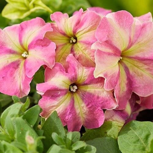 Семена цветов Петуния многоцветковая Shake Strawberry Hem Genetics 50 шт. (BN12773-3)
