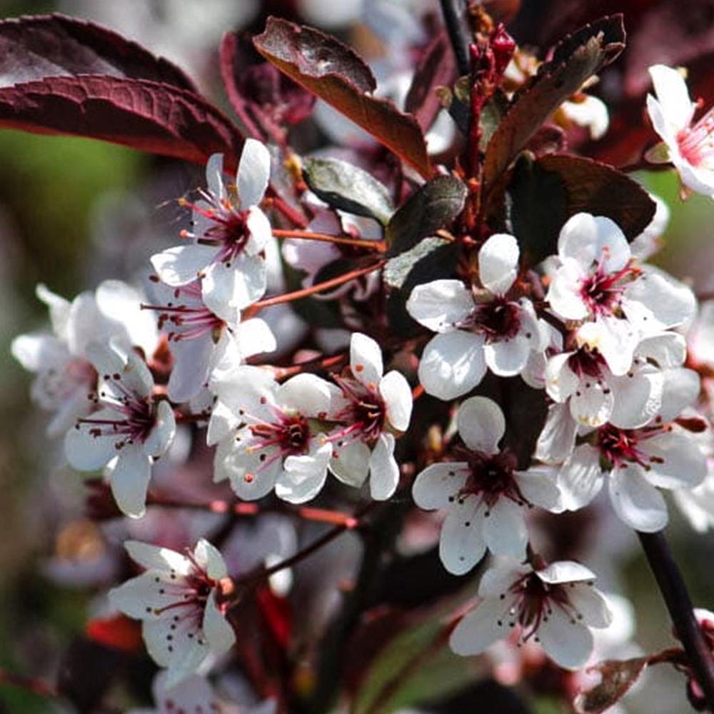 Саженец сливы Писарди 2 летний (14965910)