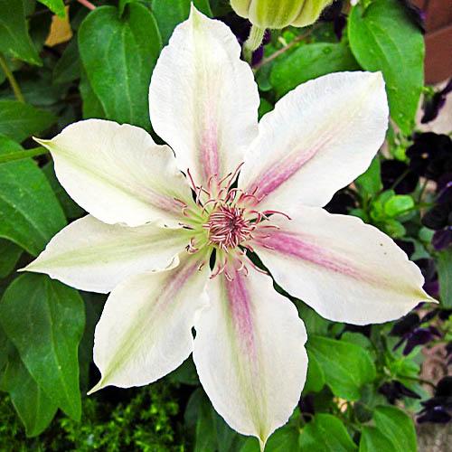Клематис Fair Rosamond Florium