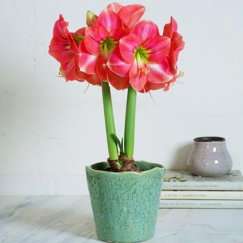 Амариллис Florium Rosalie (11158) Амариллис Florium Rosalie (11158)
