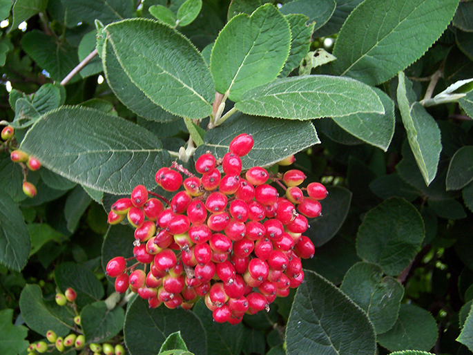 Калина гордовина Viburnum lantana 1 шт. (38278133)