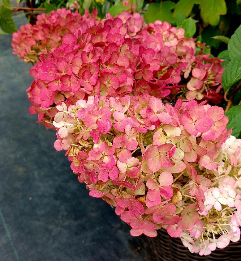 Гортензія волотиста Framboisine rensam