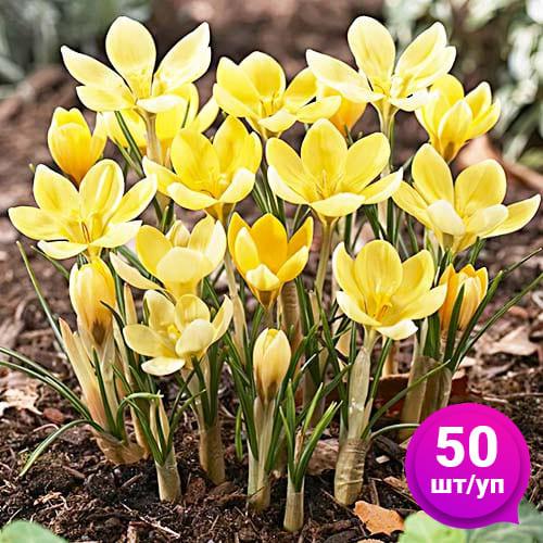 Крокус Florium Romance Florium 50 шт. (18523) - фото 2 Крокус Florium Romance Florium 50 шт. (18523) - фото 2