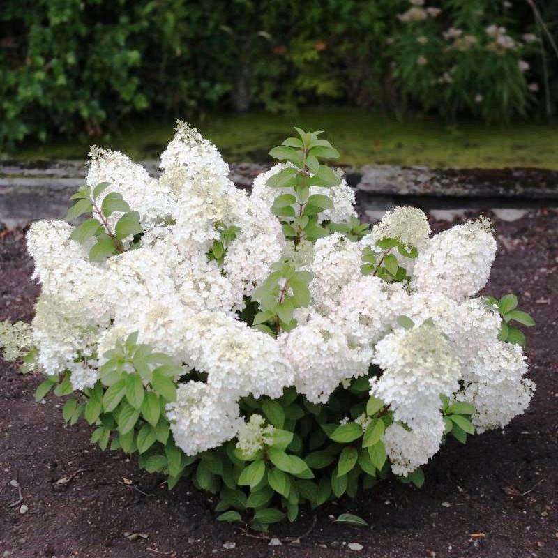 Саженец гортензии метельчатой Hydrangea paniculata Bobo Р9 (1333512798) - фото 2