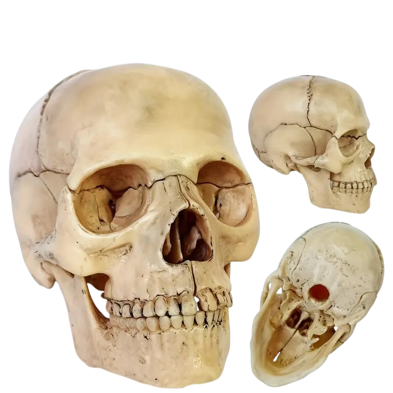 Анатомическая модель человеческого черепа разборная 15 частей 1/2 (50456) - фото 4 Анатомическая модель человеческого черепа разборная 15 частей 1/2 (50456) - фото 4
