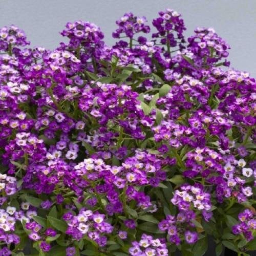 Насіння квітів Алісум морський North Face Lavender Floranova 100 шт. (BN12421-3)