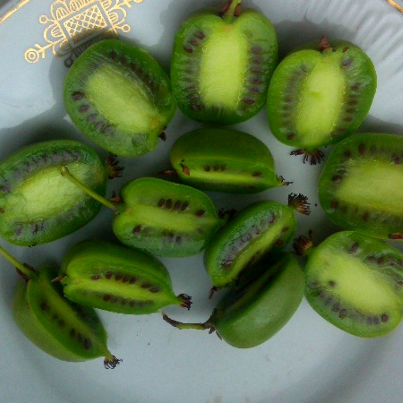 Саджанець актинідії Kiev Hybrid жіночий сорт морозостійка Р9 (610614331) - фото 3