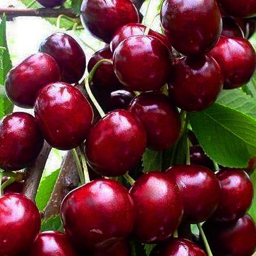 Сажанец Черешня карликовая Сэм Эксклюзив (37366)