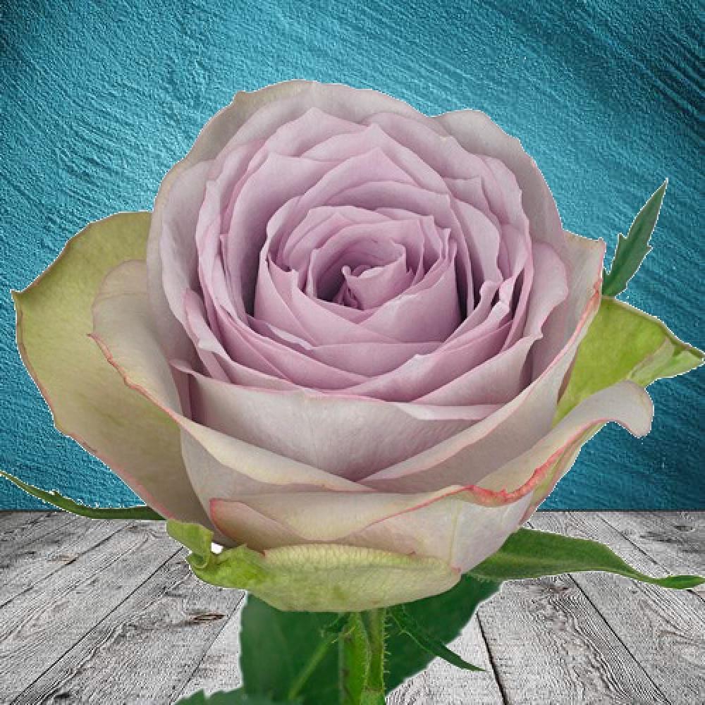 Роза Lullaby Спрей в контейнере (2669455708) - фото 2