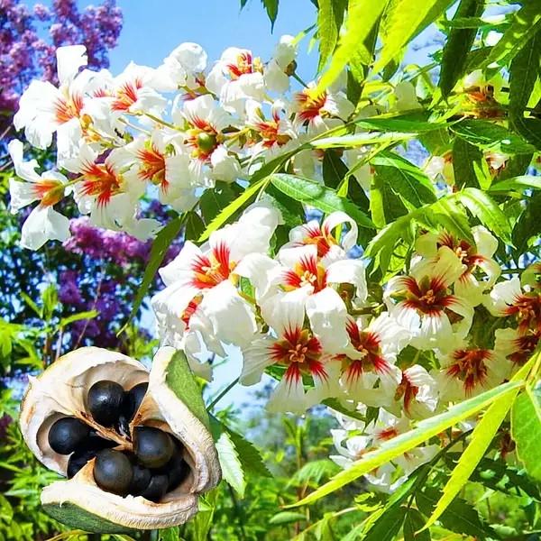 Насіння Чекалкін горіх Ксантоцерас горобинний Xanthoceras sorbifolium 5 шт. Насіння Чекалкін горіх Ксантоцерас горобинний Xanthoceras sorbifolium 5 шт.