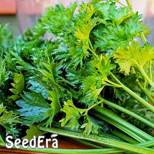 Семена Селера Florium Листовий (16869) - фото 4 Семена Селера Florium Листовий (16869) - фото 4