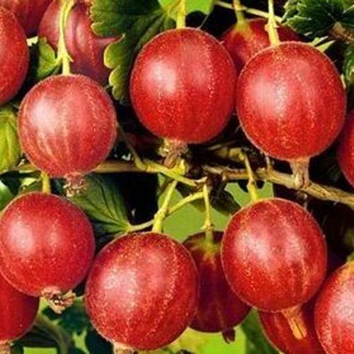 Сажанец Крыжовник бесшипный Легинь средне-поздний срок созревания морозоустойчивый сорт (178000) Сажанец Крыжовник бесшипный Легинь средне-поздний срок созревания морозоустойчивый сорт (178000)