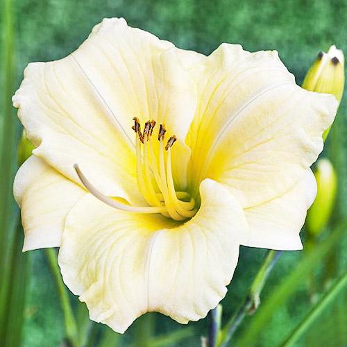 Лилейник Florium Longfields Pearl (6943)
