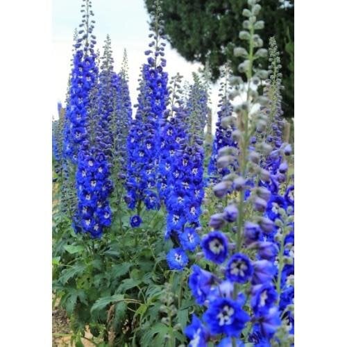 Семена цветов Дельфиниум новозеландский Cobalt Dreams F1 h 1,5-1,8 m New Zealand Delphiniums 50 шт. (BN13065-3)