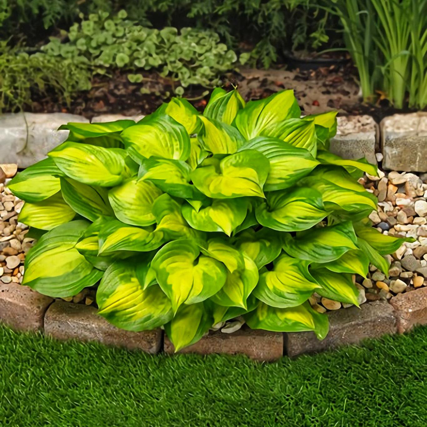 Хоста Dobrodar Hosta Lakeside Banana Bay 3 шт. (38287286)