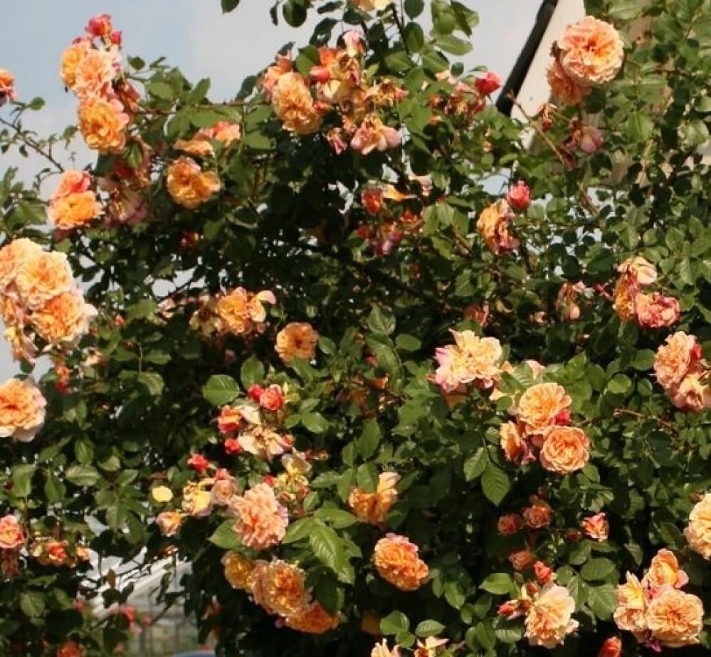 Роза Алоха Гавайи Плетистая (2558766784) - фото 3