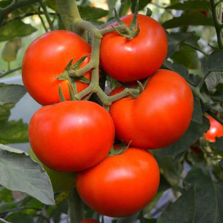 Насіння Bejo Zaden Томат Тойво F1 50 шт. (234429) Насіння Bejo Zaden Томат Тойво F1 50 шт. (234429)