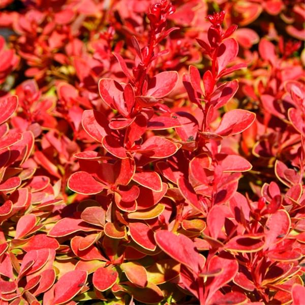 Саженец барбариса Тунберга Coral Maja Р9 (1109698785) - фото 2 Саженец барбариса Тунберга Coral Maja Р9 (1109698785) - фото 2