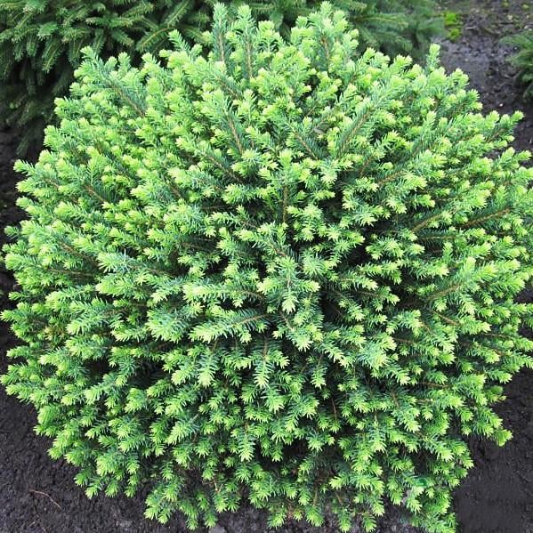 Саженец ели сербской Карел Picea omorika Karel Р9 (590306959)